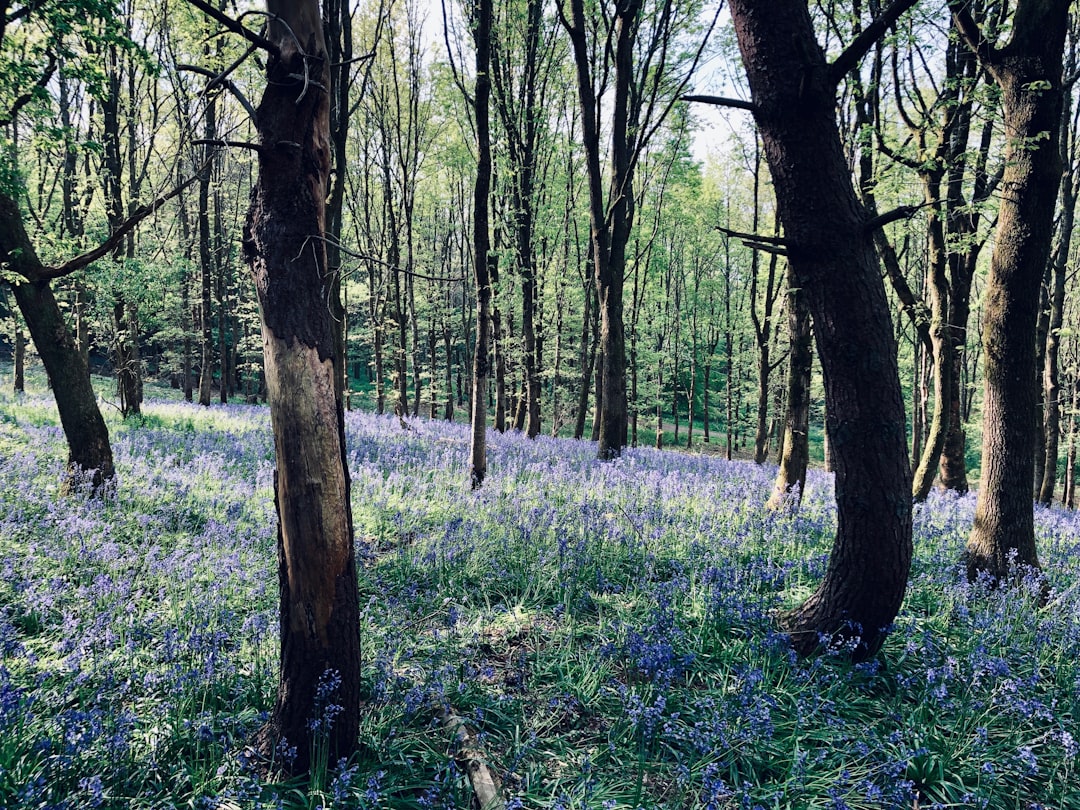 Photo forest clearing